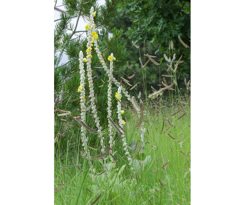 Arctic Summer Mullein